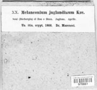 Juglanconis juglandina image